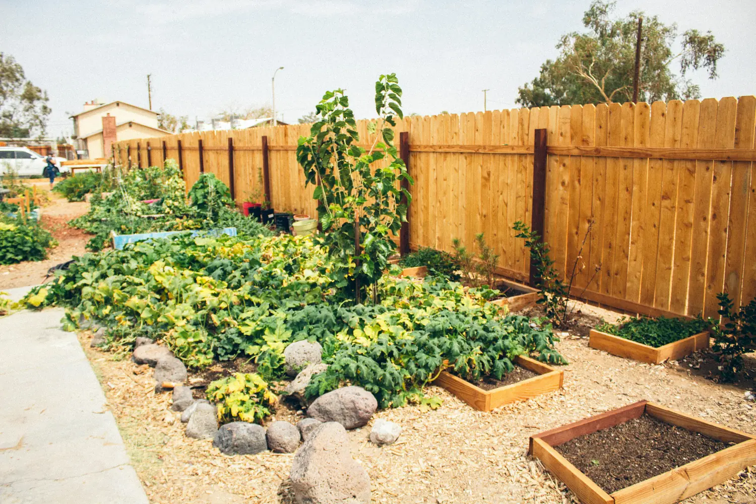 building an eco-friendly backyard garden with native plants