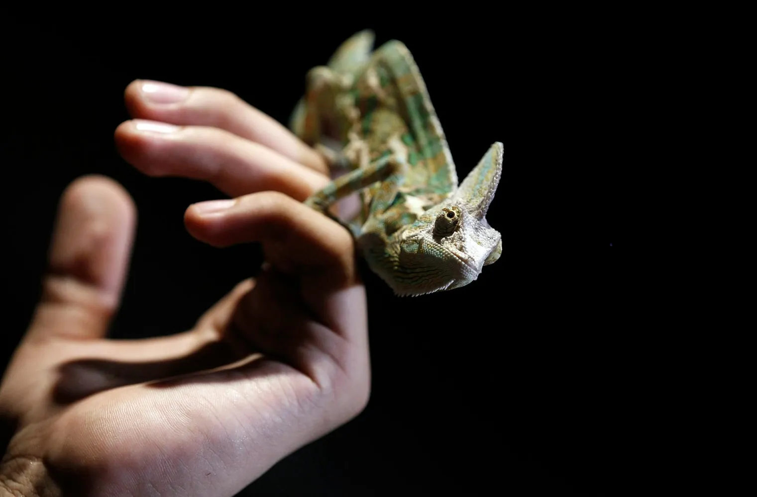 adapting management strategies based on animal behavior observations for wildlife preservation